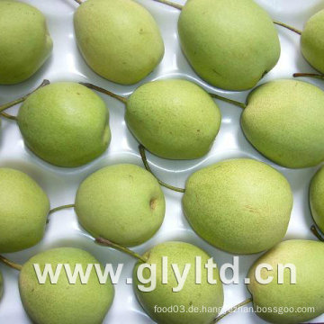 Hochwertige grüne neue Shandong Birne